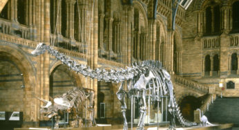 Naturhistorisches Museum, London, Vereinigtes Königreich