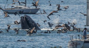 Turismo de avistamiento de ballenas.