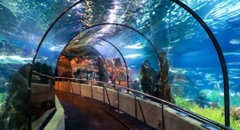 Tunnel vitré dans l’Oceanarium, l’Aquarium de Barcelone