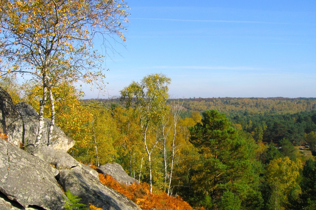 Führung durch den Wald von Fontainebleau, Seine-et-Marne, Frankreich